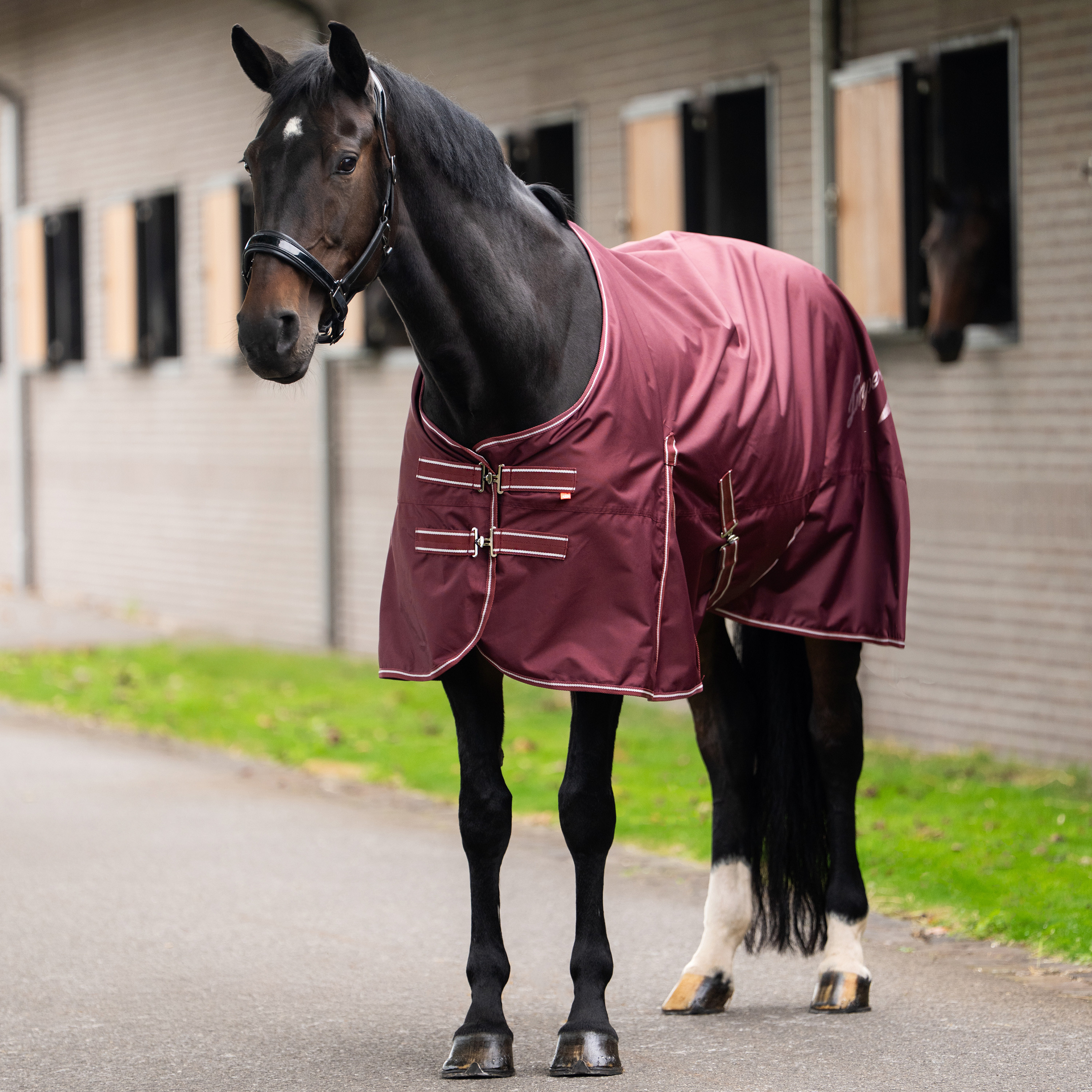 Manta de paddock Imperial Riding Basic sem pescoço em lã Vermelho profundo