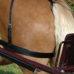 Cintas de garupa Chetak