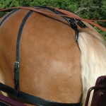 Croupière arnês Chetak