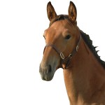 Cabezada potro Chetak