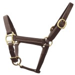 Apresentação de cabresto para potro Chetak