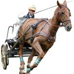 Arnês MARATHON anatômico Eric Le Tixerant