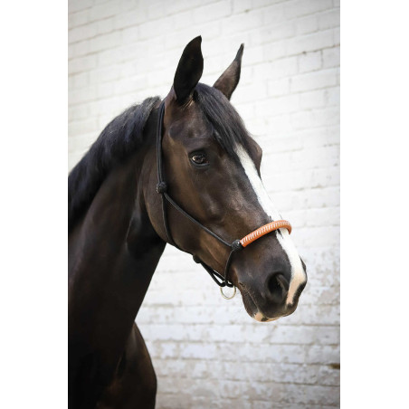 Cabresto etológico Pénélope americano