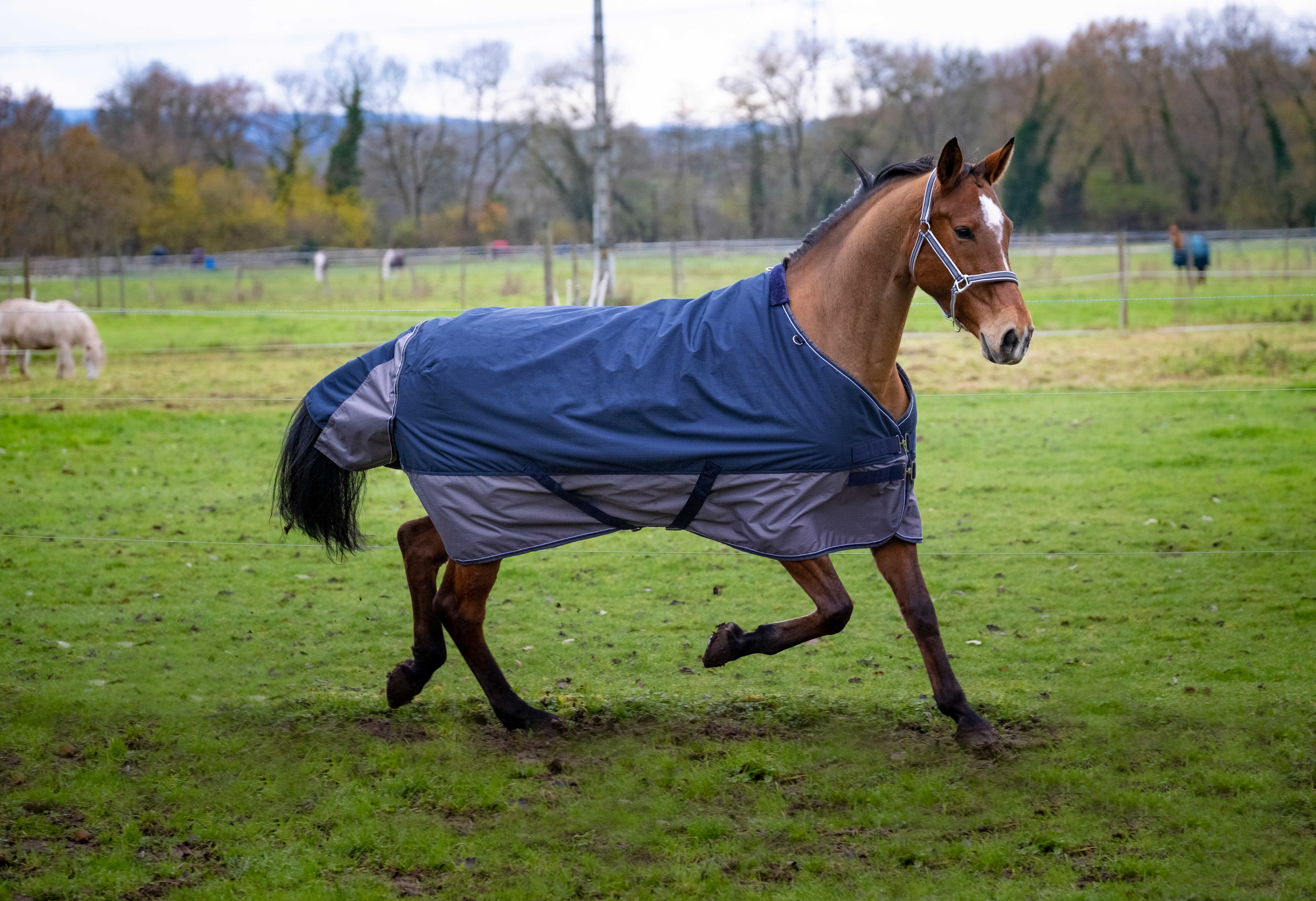Cobertura Equithème Tyrex 600 D 50g Marinho / cinza Azul Cobertura Equithème Tyrex 600 D 50g Marinho / cinza Azul