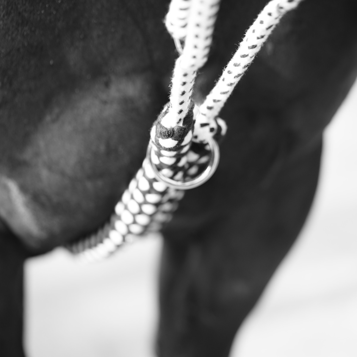 Enrêno Soft Rope Canter Marinho / branco Azul Enrêno Soft Rope Canter Marinho / branco Azul