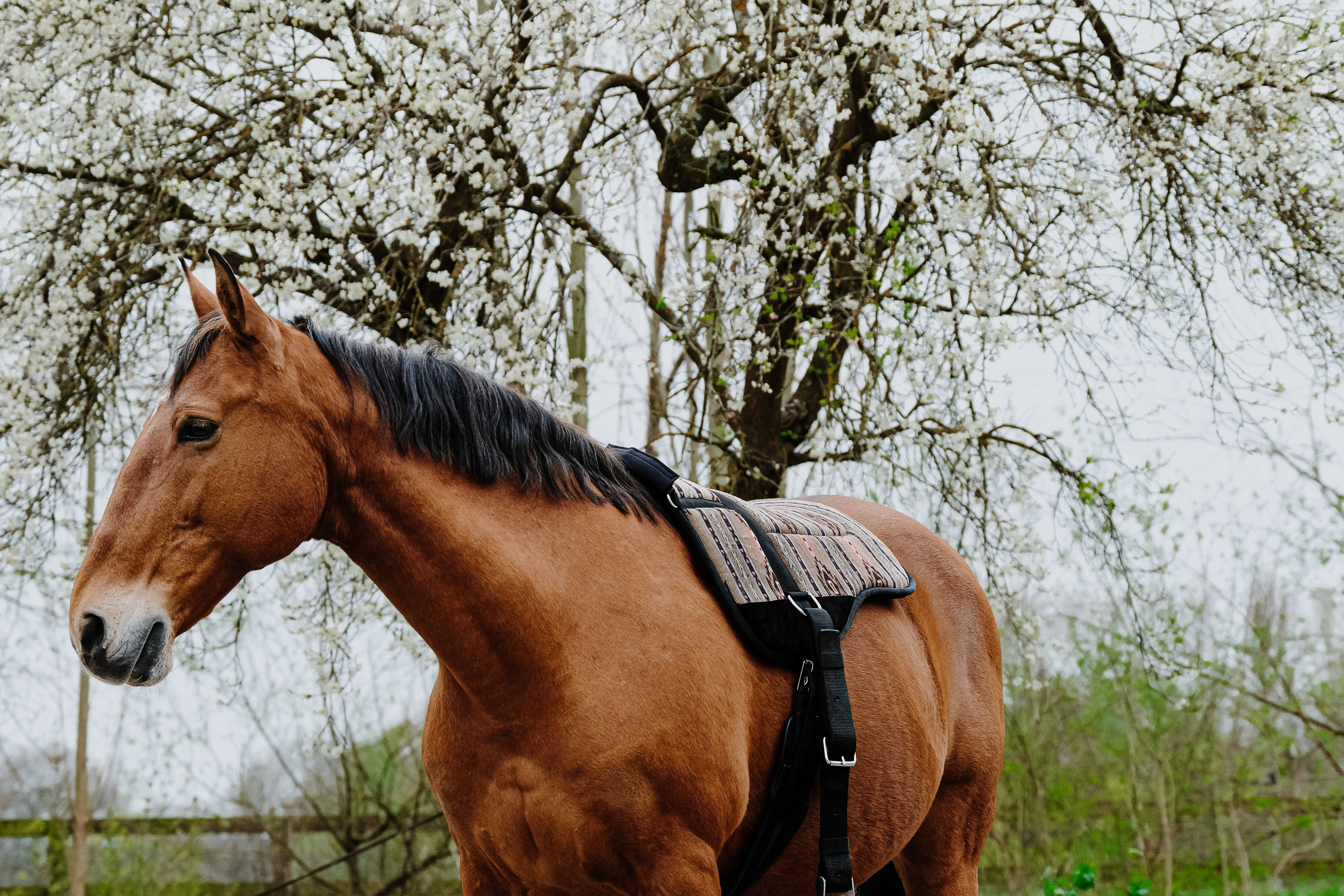 Almofada de montar sem sela Norton Kiowa