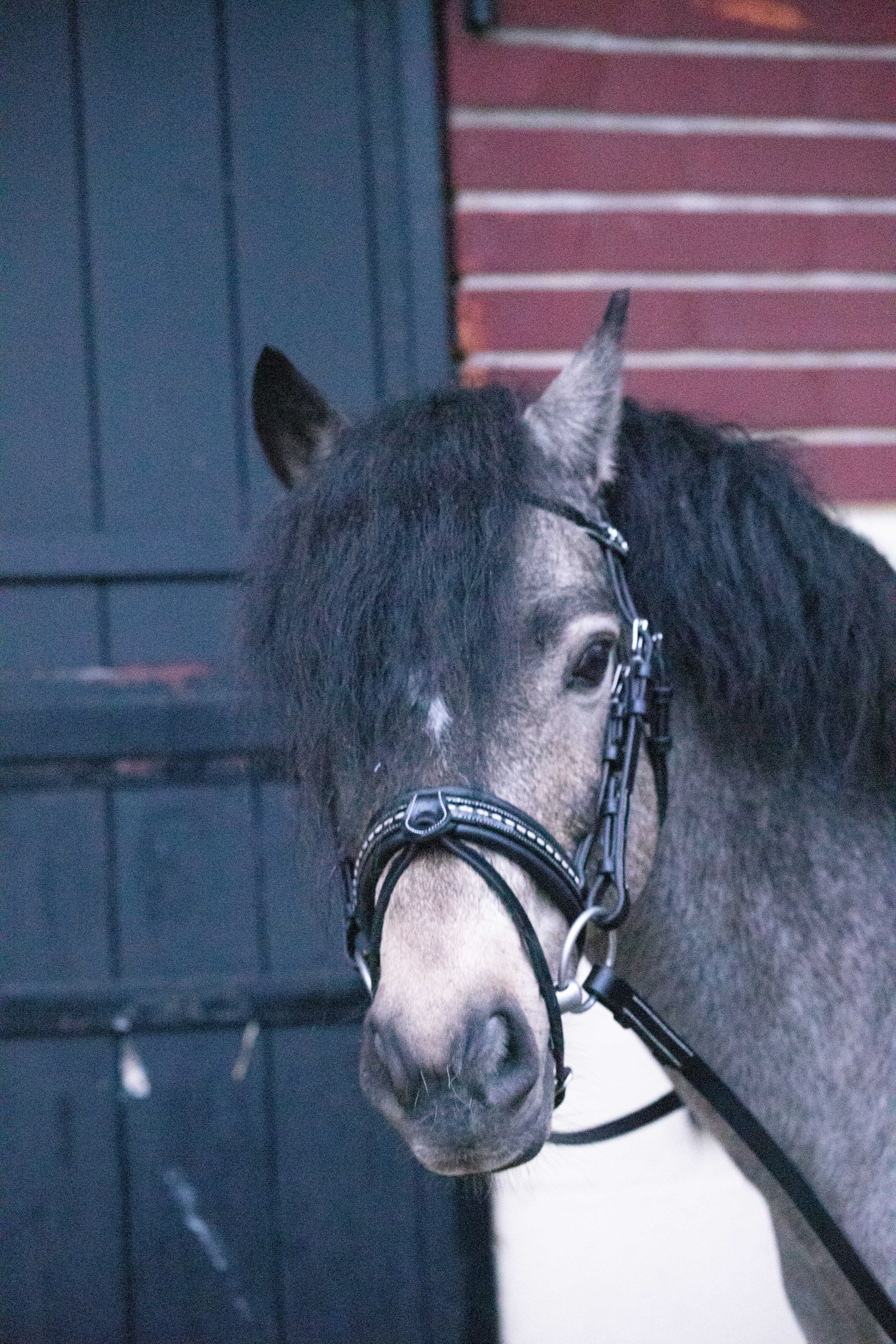 Bridon Pénélope Eden Preto