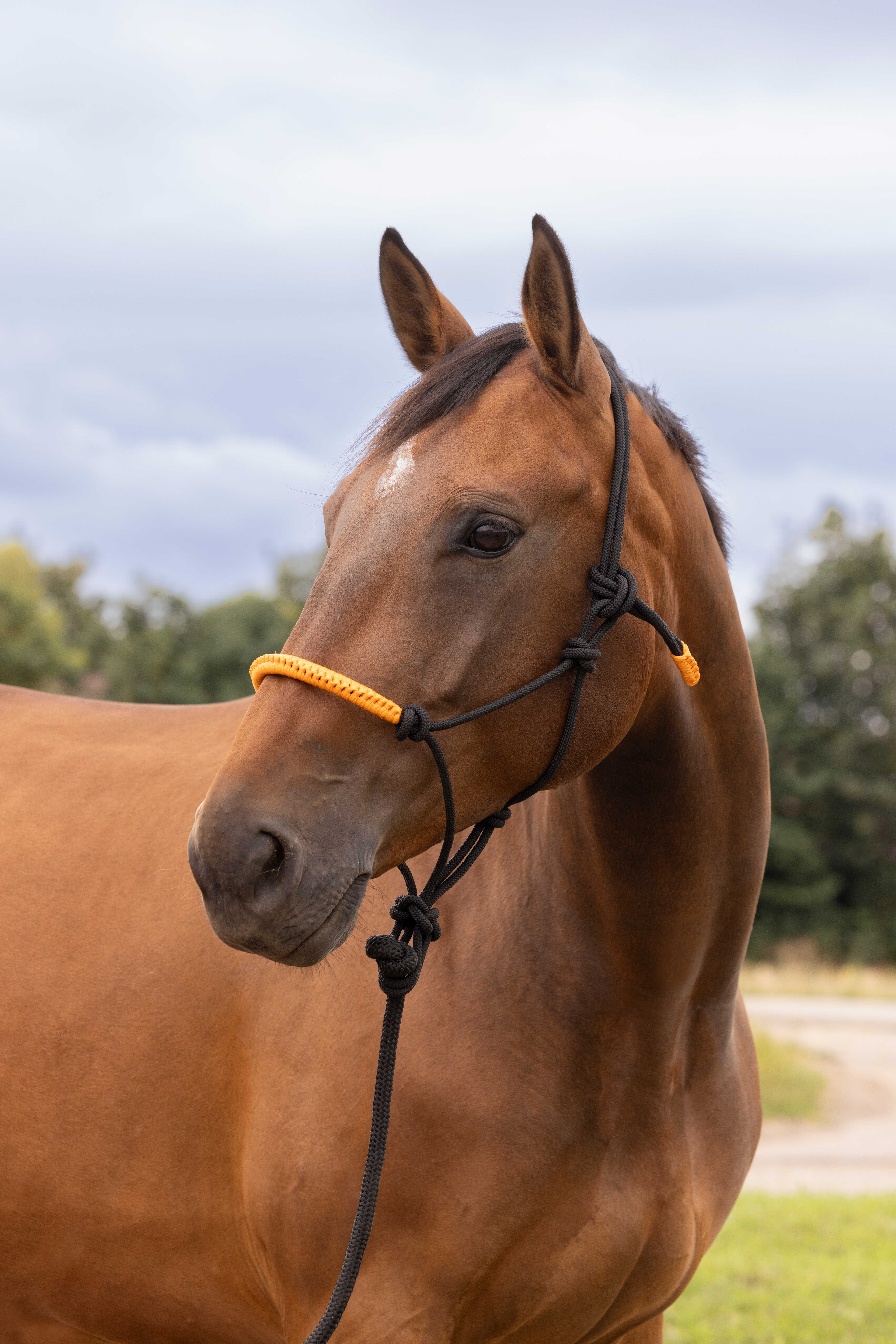 CABEÇÃO ETOLÓGICO + CABRESTO FUN COLOUR Fúcsia neon Rosa