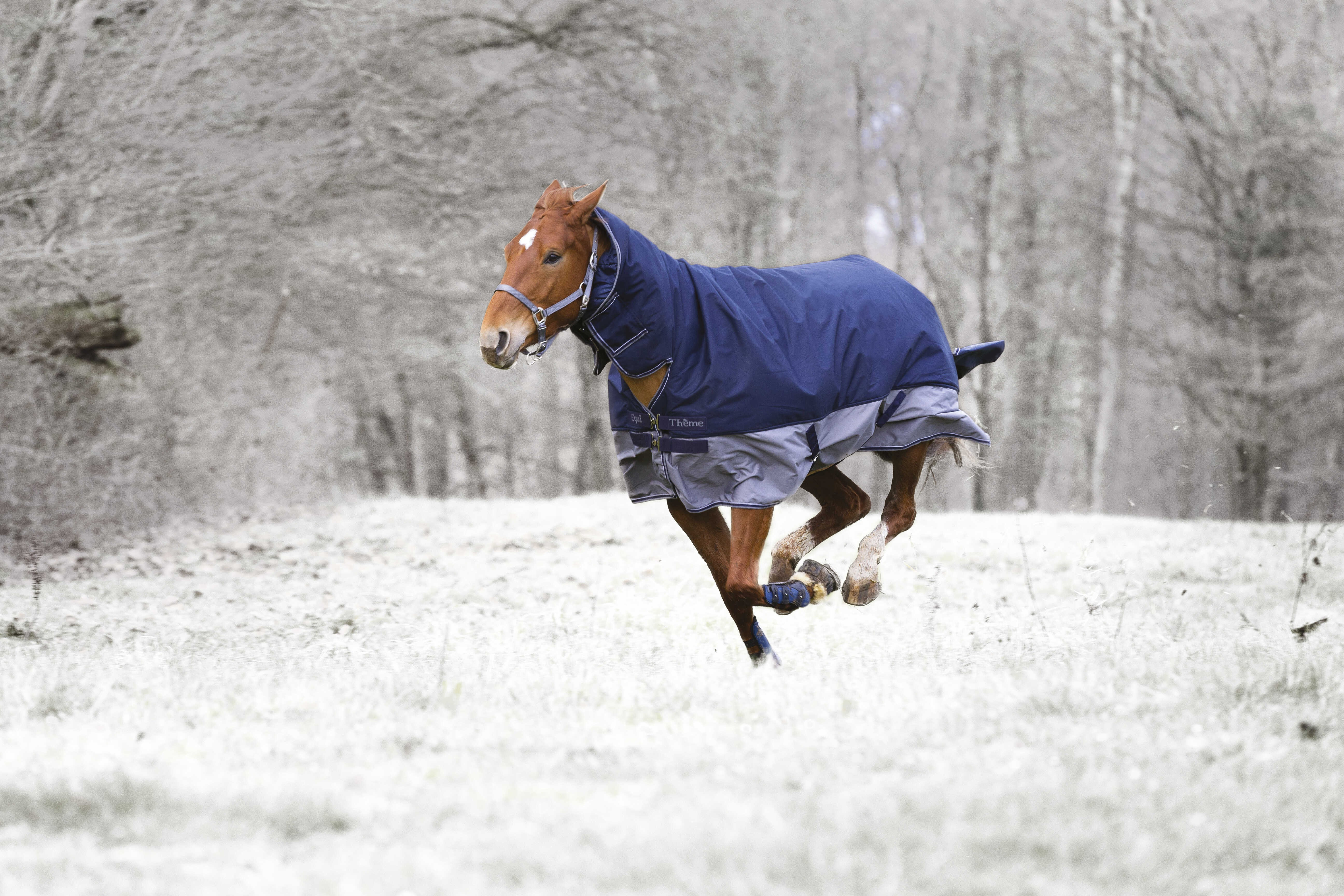 COUVERTURE Equi-Theme TYREX 600 D COMBO 200G