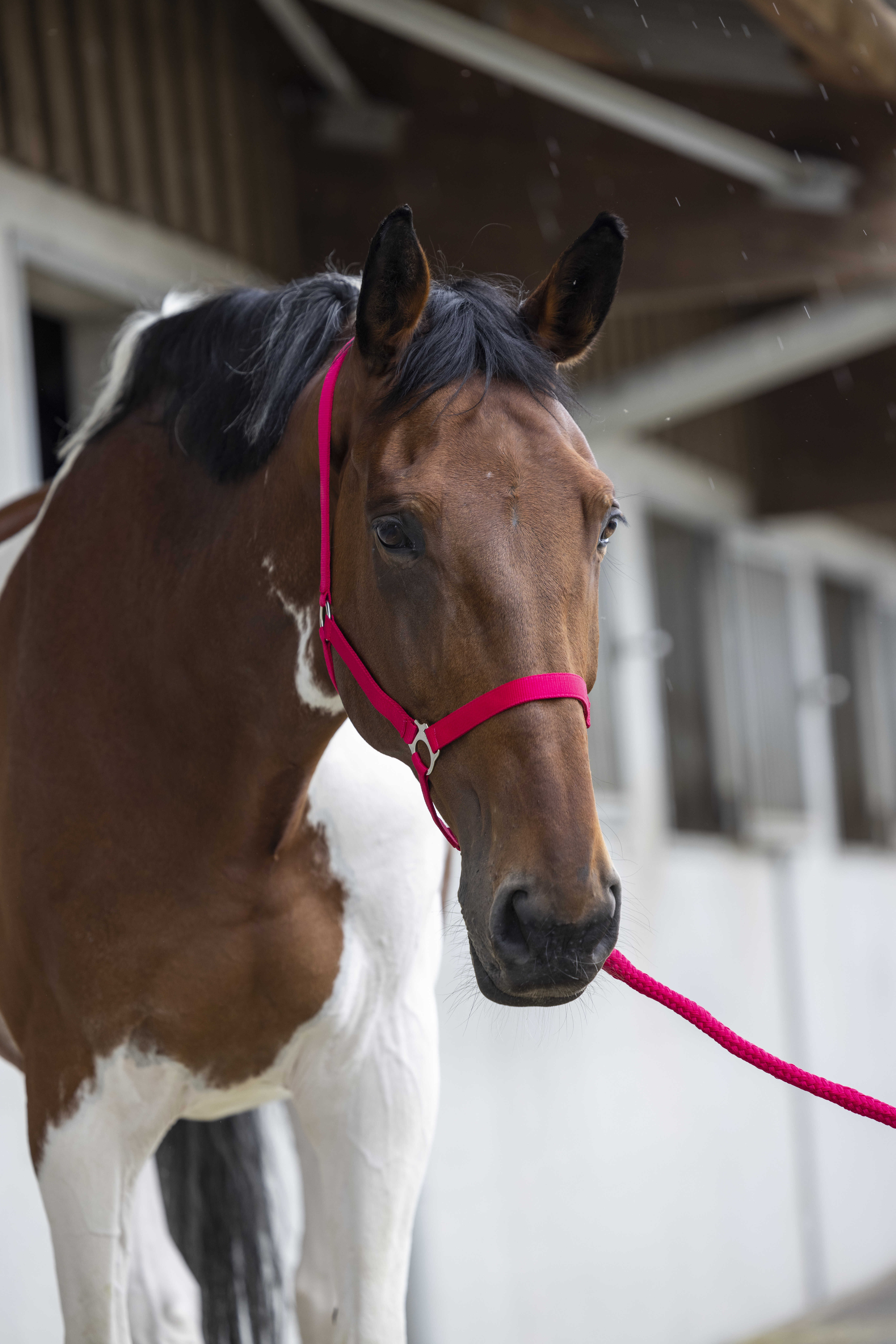 Conjunto de cabeçada e rédea Club Fúcsia Rosa