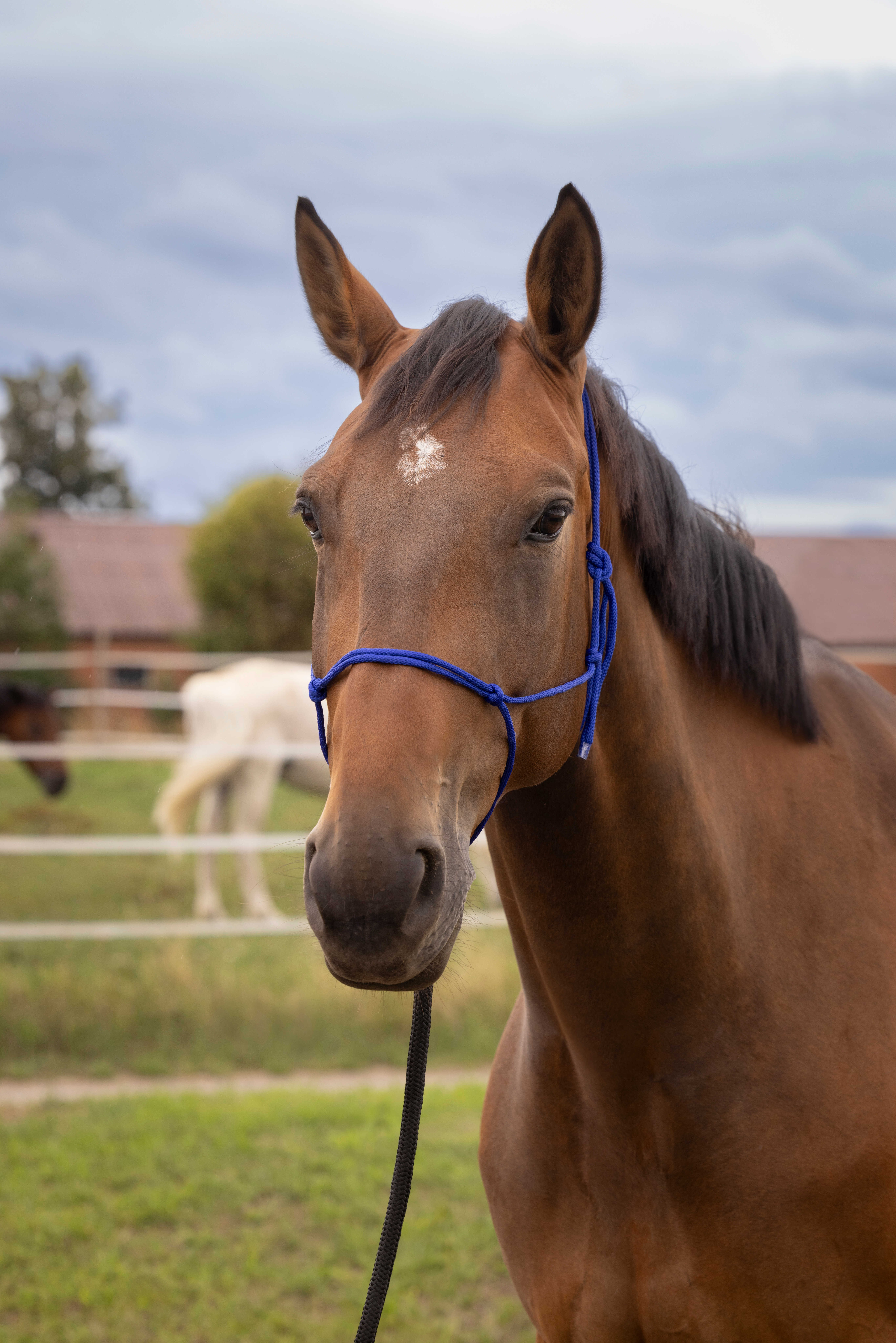 Cabresto etológico suave Preto