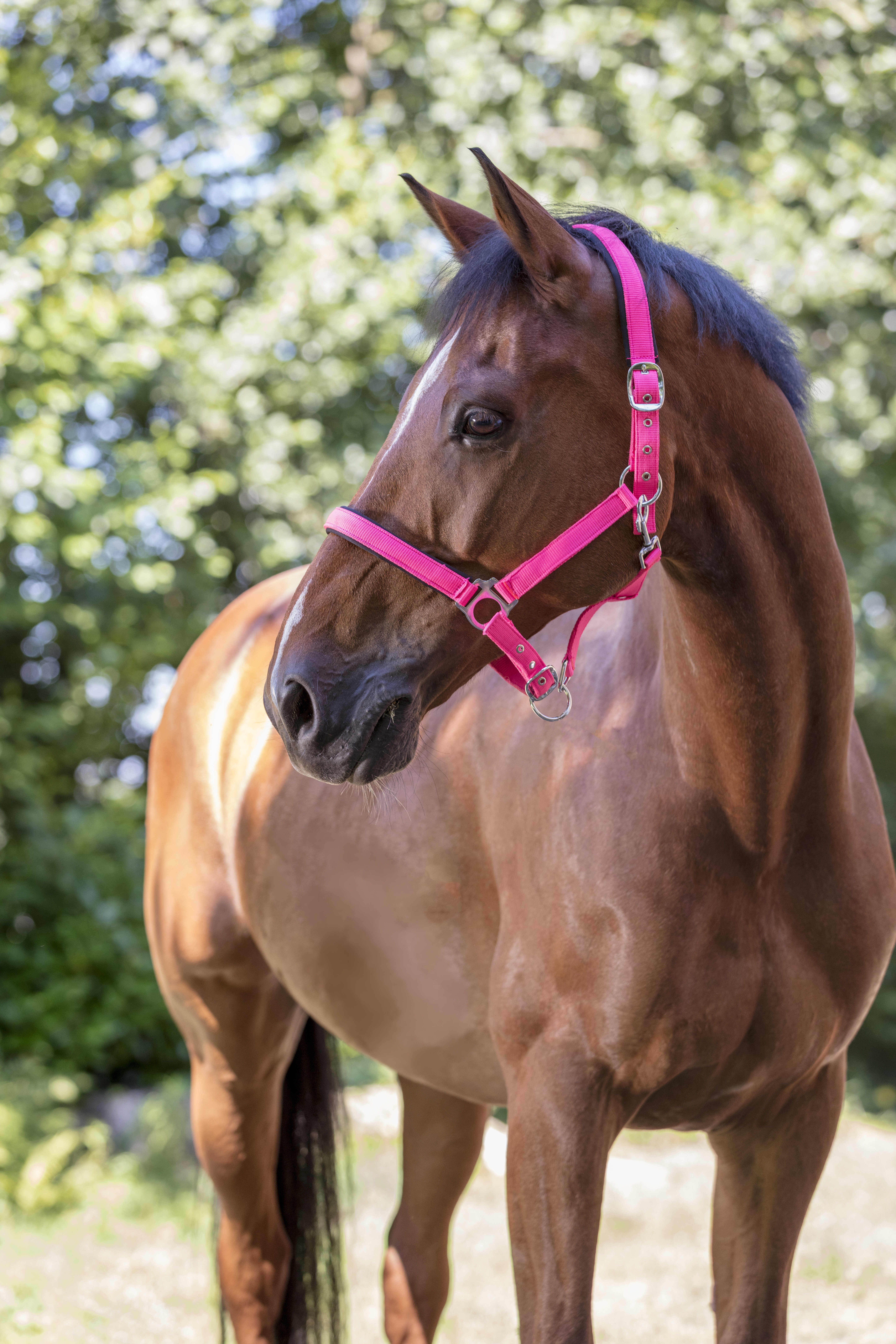 Caveção Norton Fluo forrado Azul