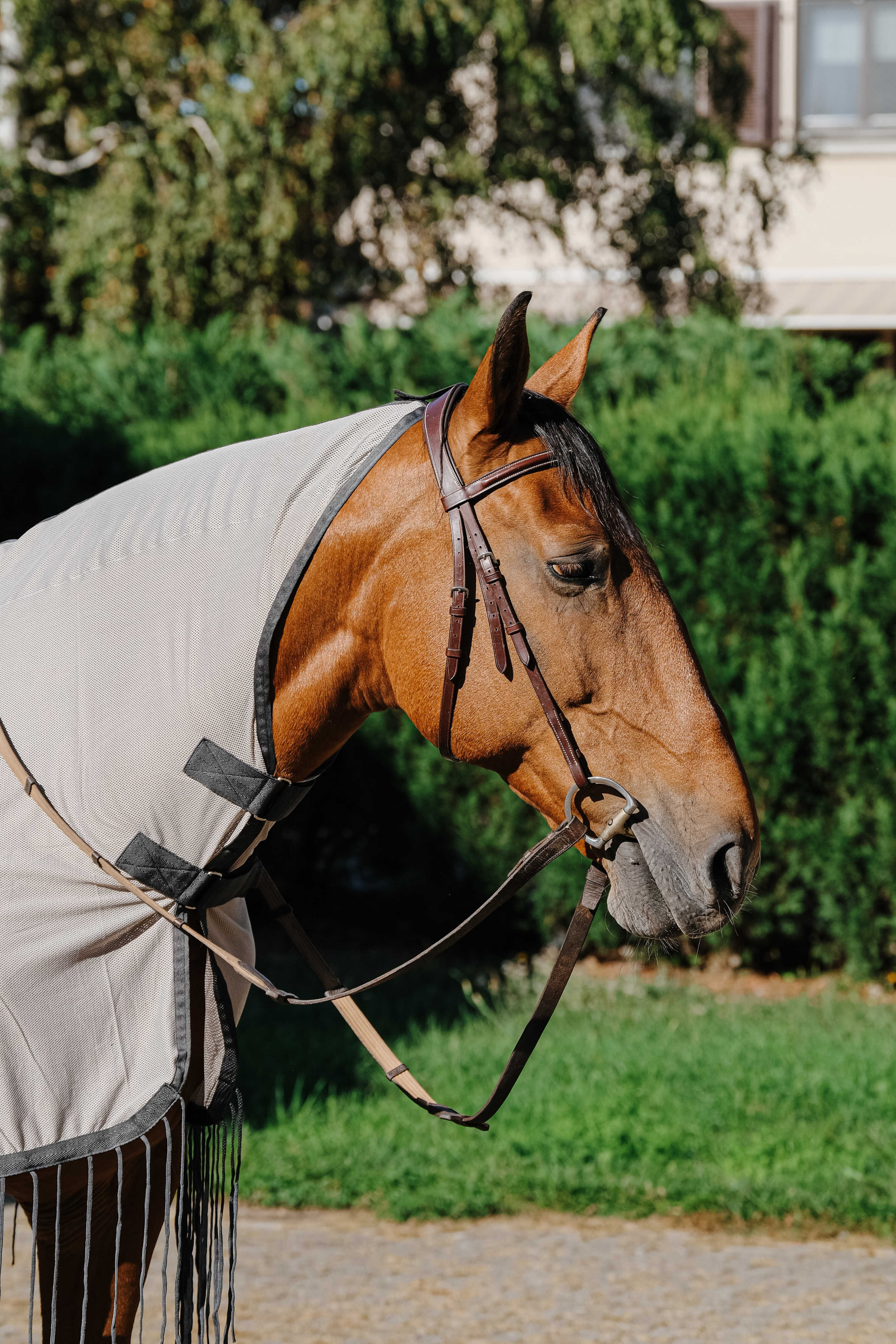 Camisa de trabalho Riding World anti-moscas Cinzento
