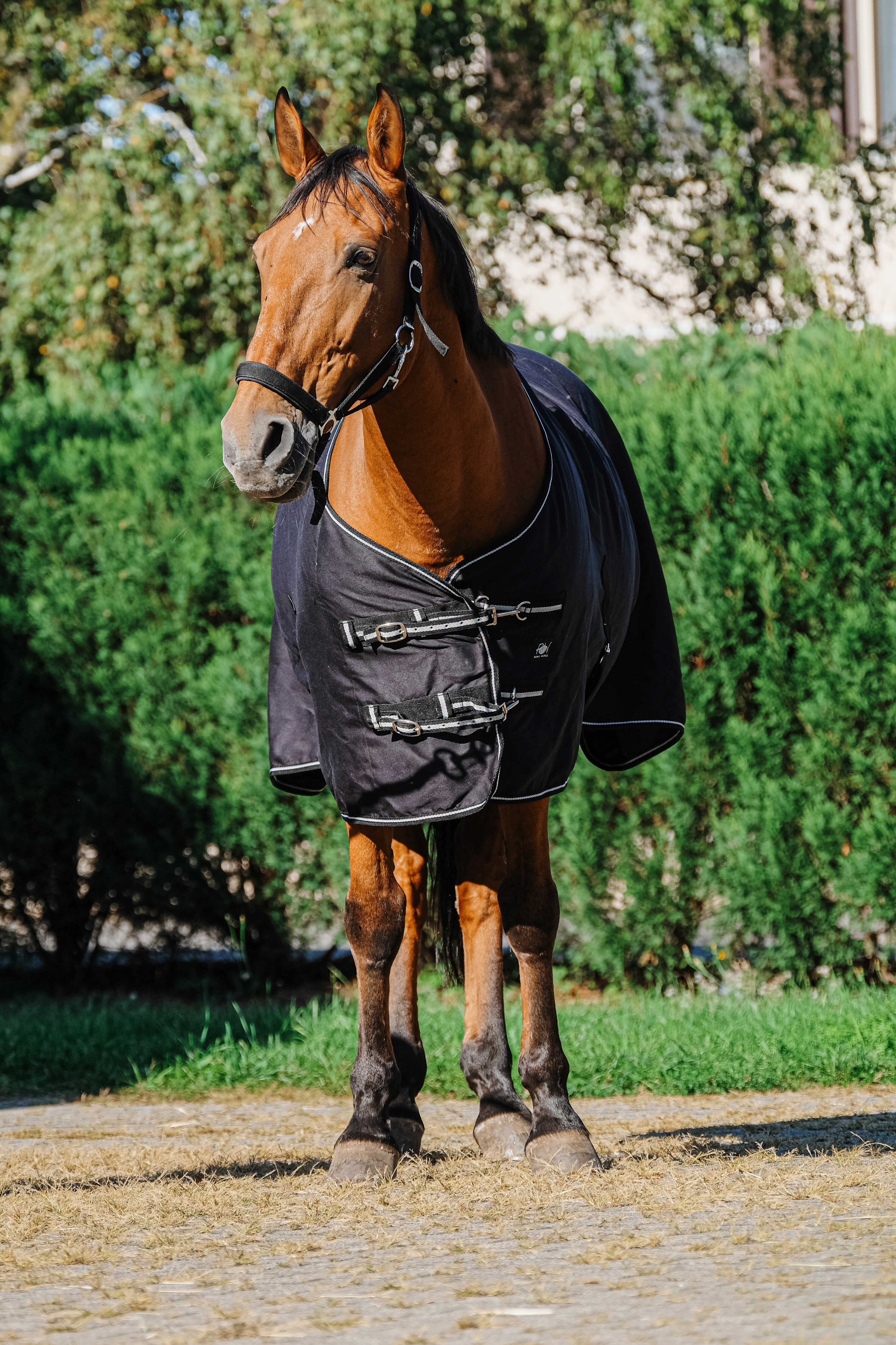 Camisa brilhante Riding World Preto
