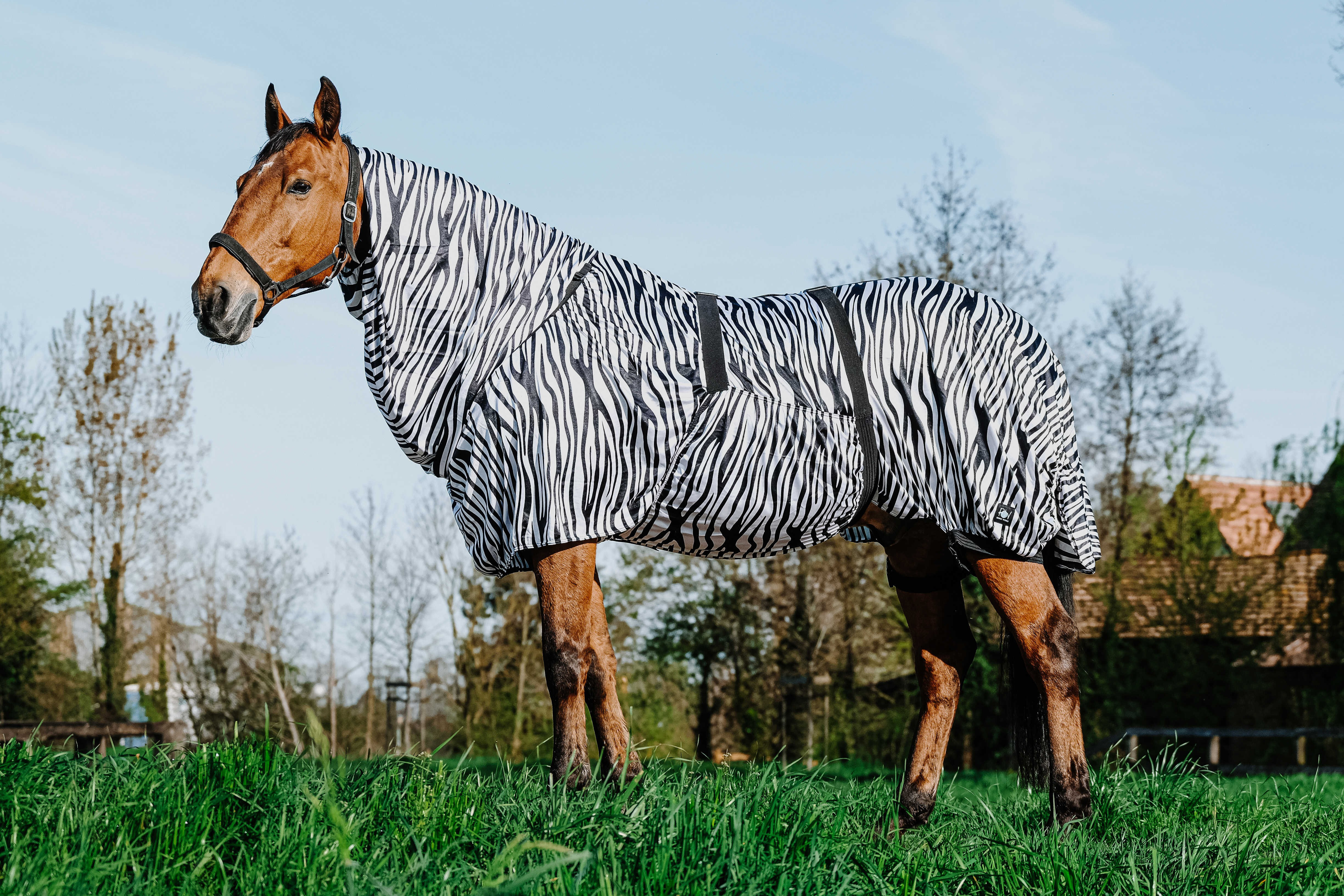 Camisa anti-eczema zebra Riding World Zebra preto / branco Motivos