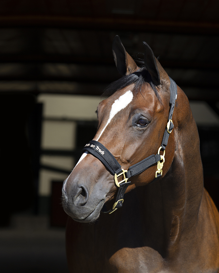 Cabezada Werano Back On Track Preto