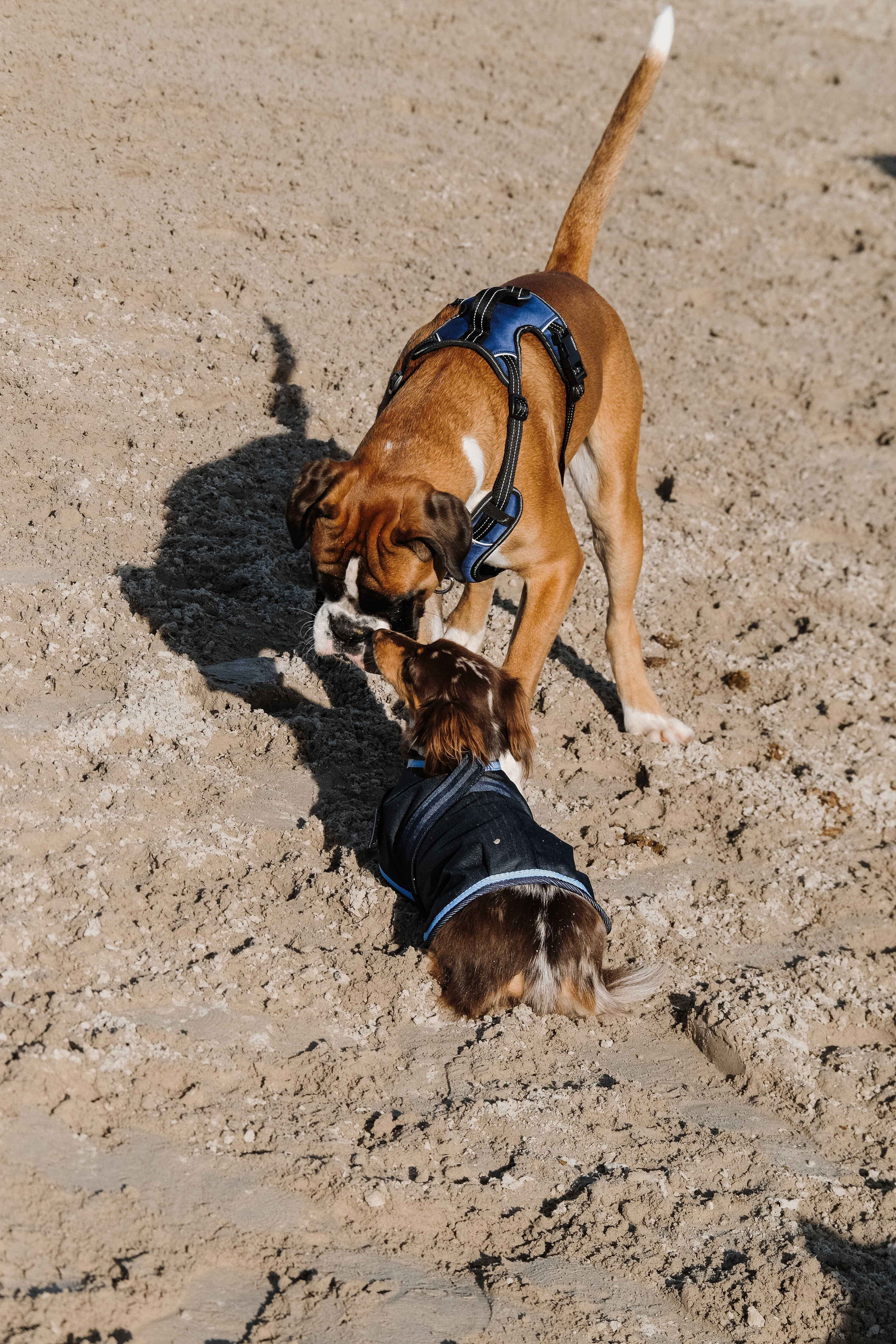 Capa para cão Equithème Eco 600D Marinho Azul-marinho Capa para cão Equithème Eco 600D Marinho Azul-marinho