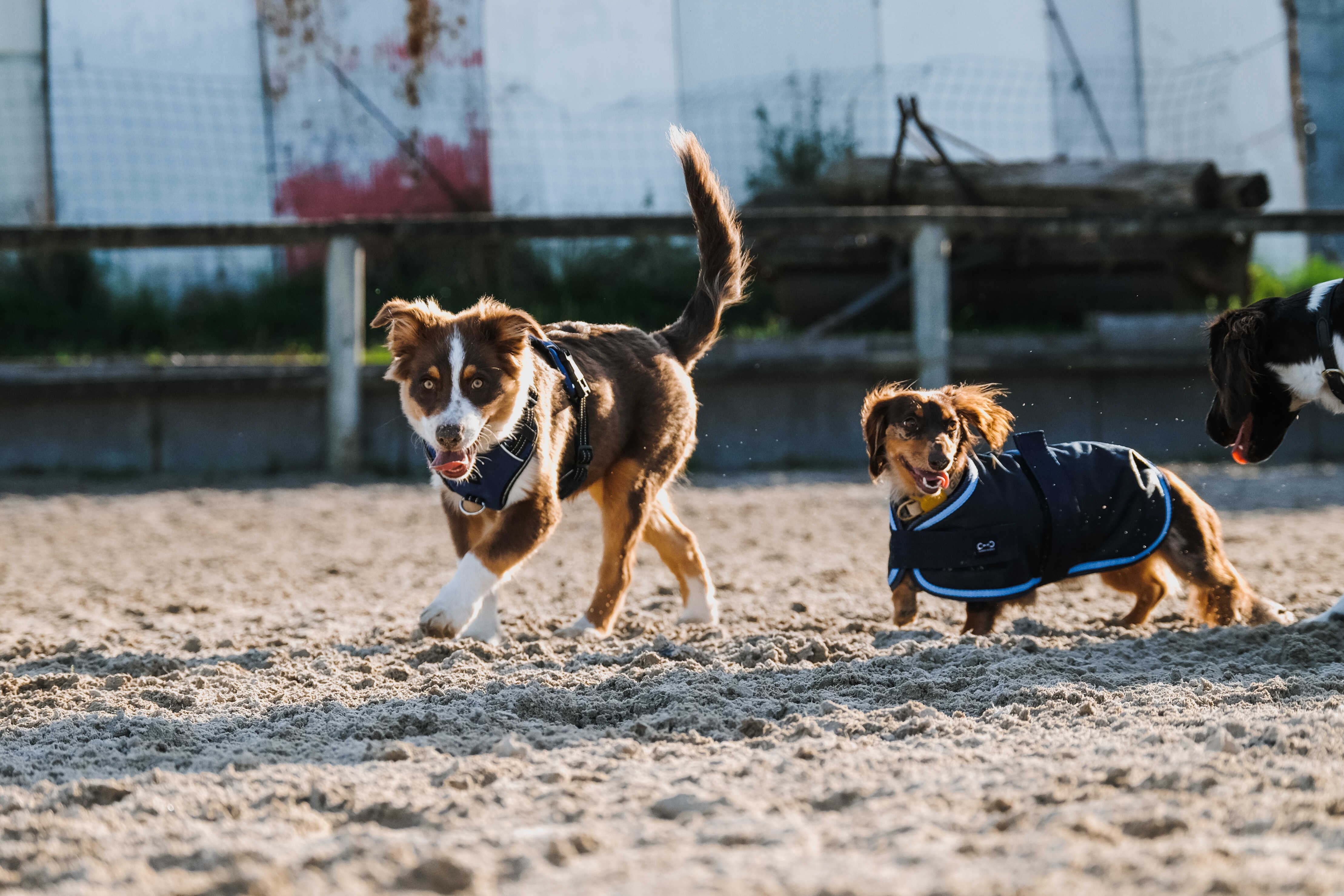Capa para cão Equithème Eco 600D Marinho Azul-marinho Capa para cão Equithème Eco 600D Marinho Azul-marinho