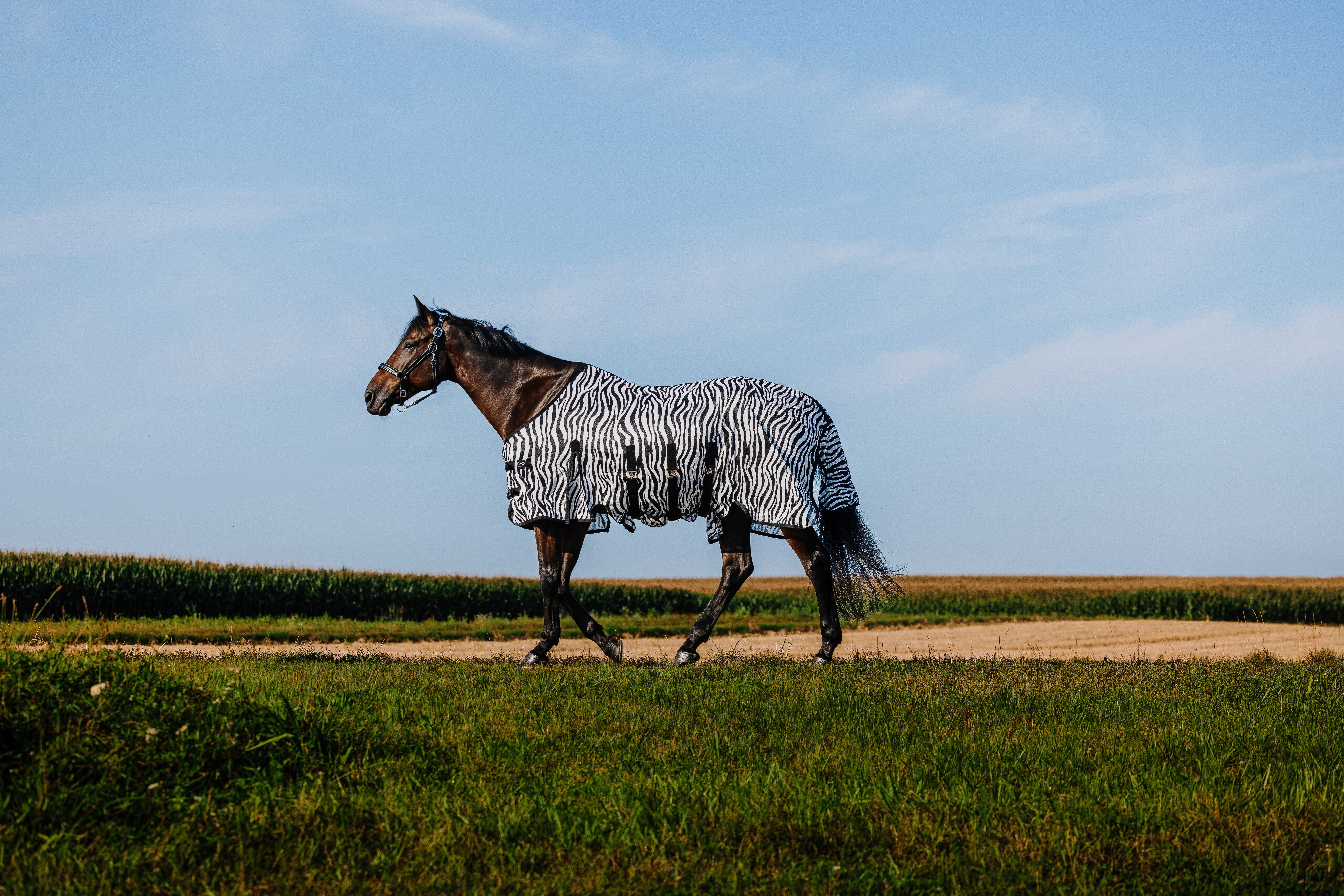 Camisa Riding World Belly Mesh Preto / branco padrão zebra Motivos Camisa Riding World Belly Mesh Preto / branco padrão zebra Motivos