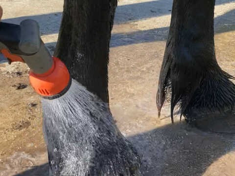 Shampoo Animaderm Tea Tree