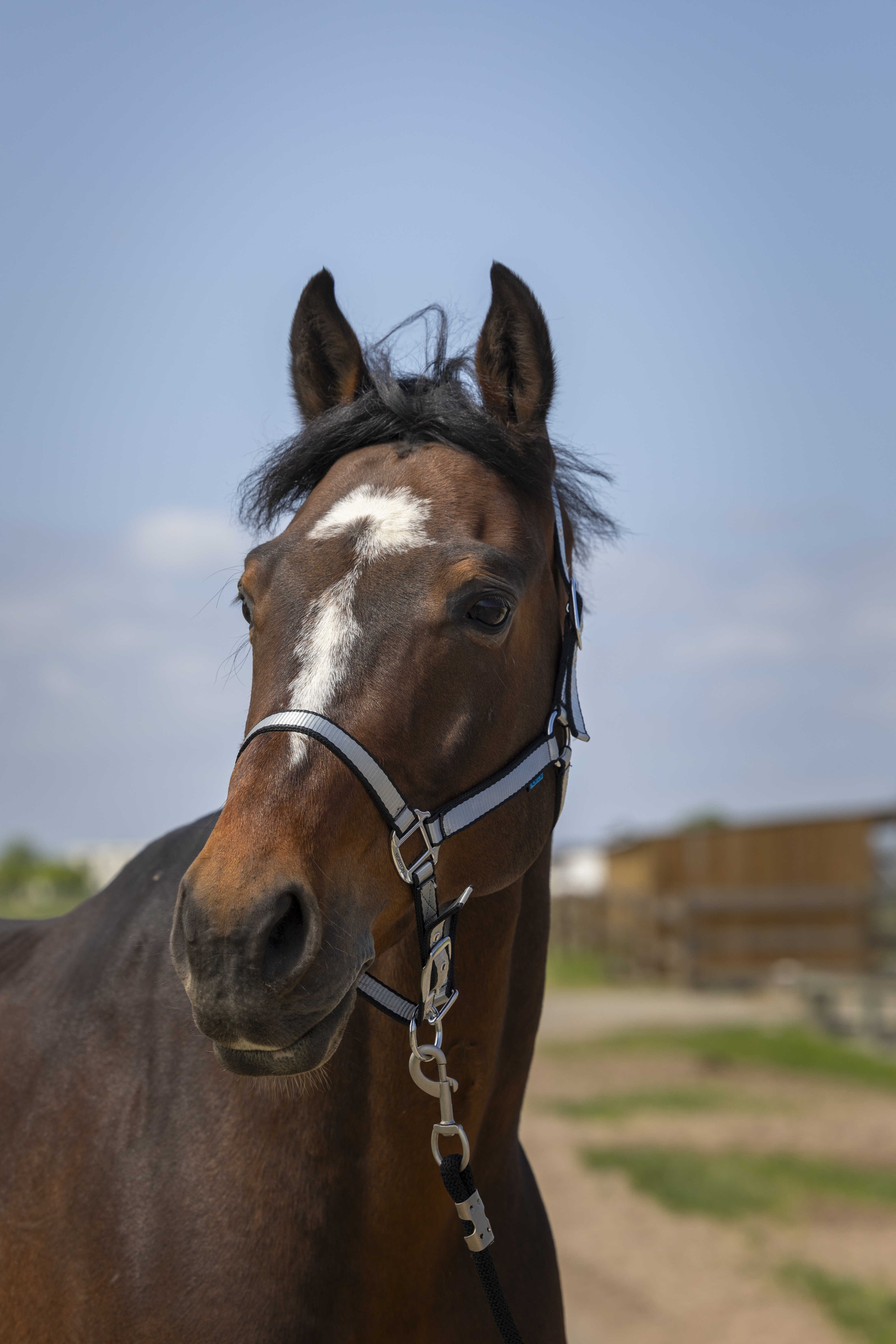 Cabeçada Norton Nylon Soft Preto