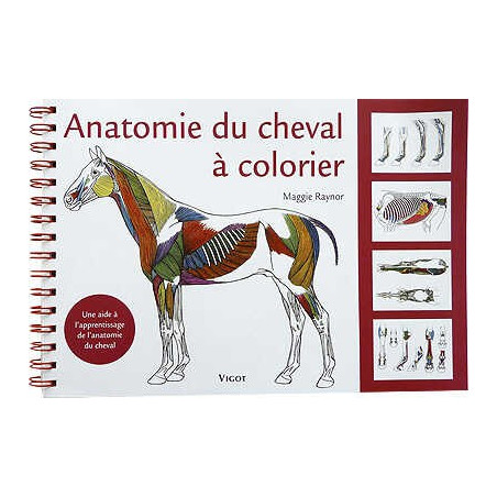 Anatomia do cavalo para colorir