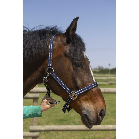 Cabresto Norton Grooming