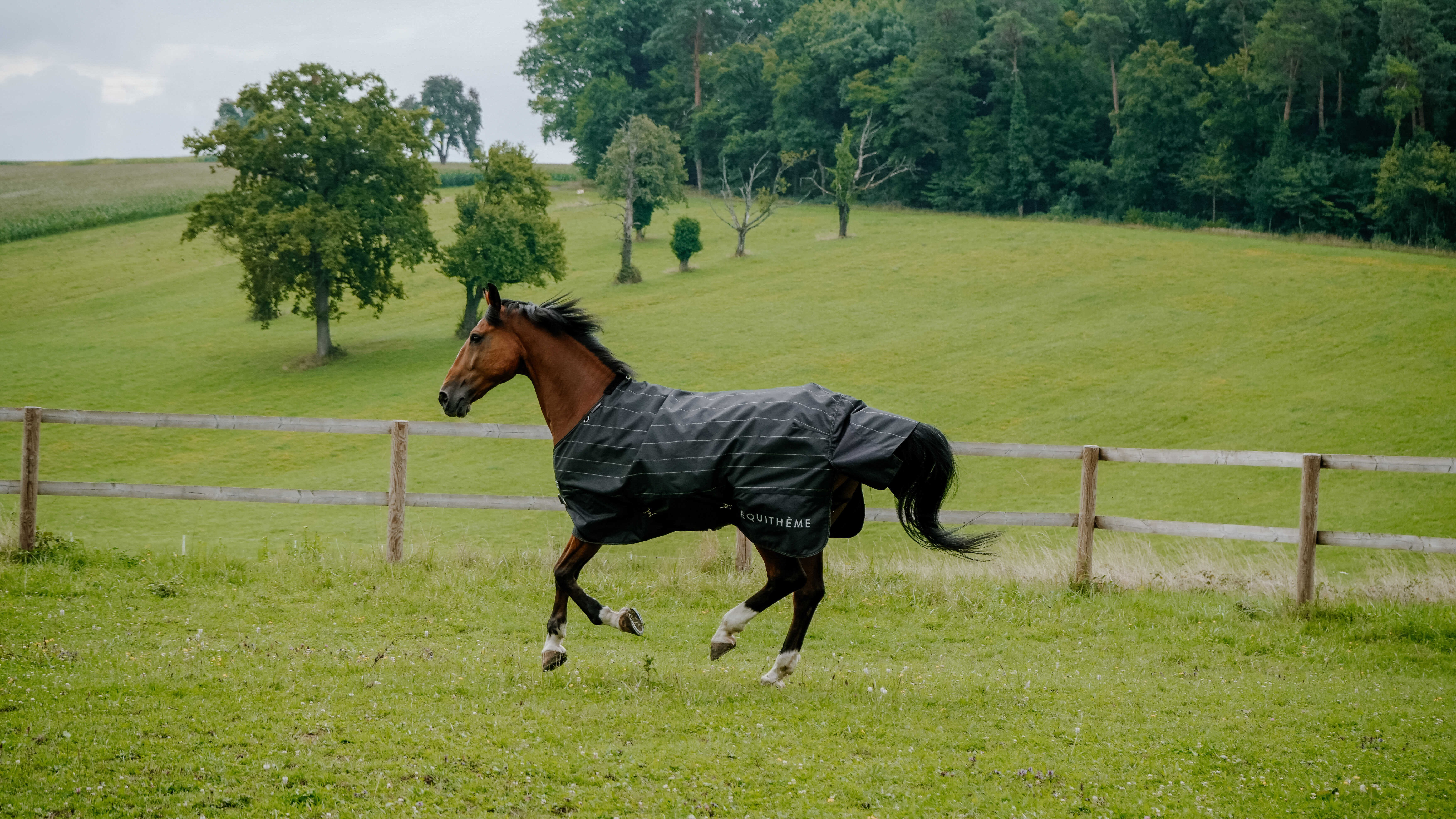 Capa de exterior Tyrex Equithème Lumin 600D Preto