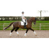 LeMieux Suede Dressage Square Reflective - Branco