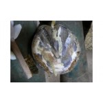 Nemo Cuidados com Cascos