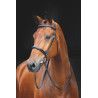 Bridon Fairford Salisbury Shires - Noz australiana