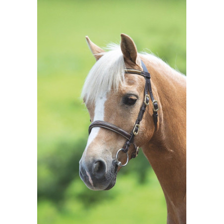 Bridão de apresentação com clincher Shires Velociti Gara