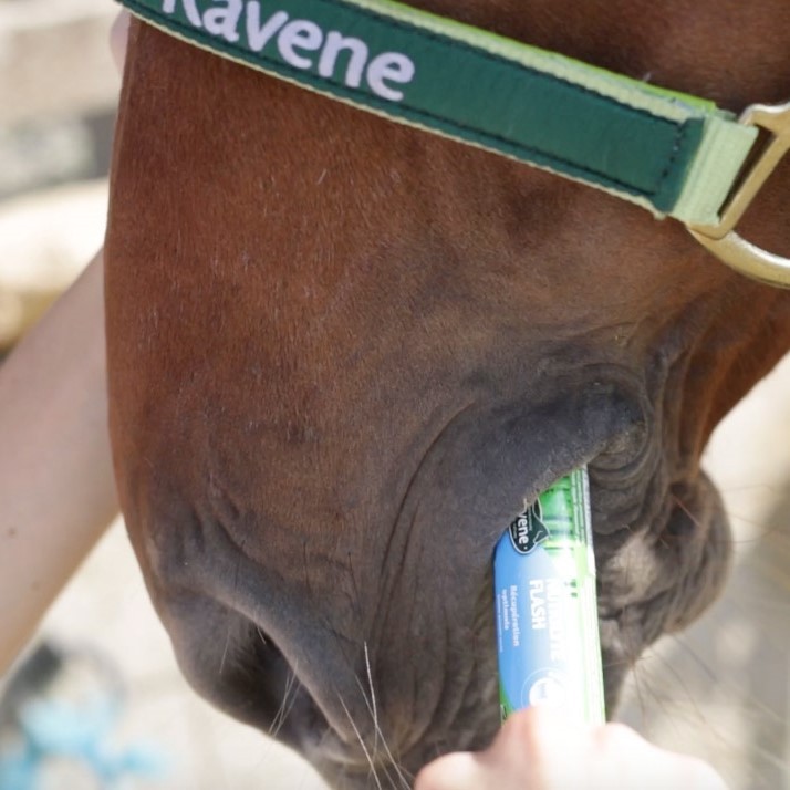 Suplemento eletrolítico cavalo pós-esforço 30 ml