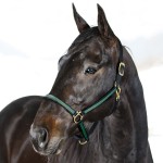 CABEÇADA YANKEE NYLON 20 MM