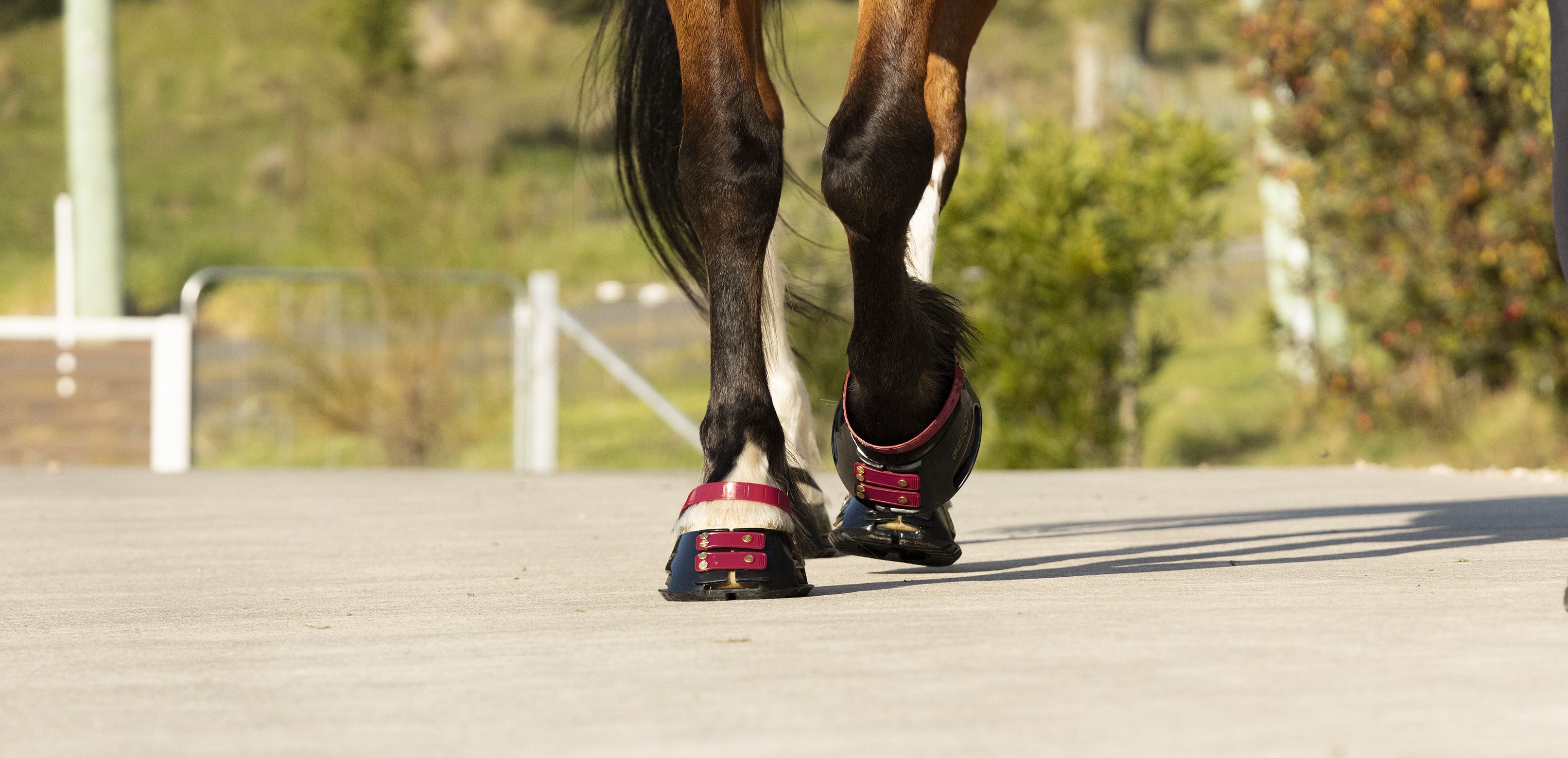 Tiras de boleto Scoot Boots com 4 unidades Amora Bord&amp;ocirc;