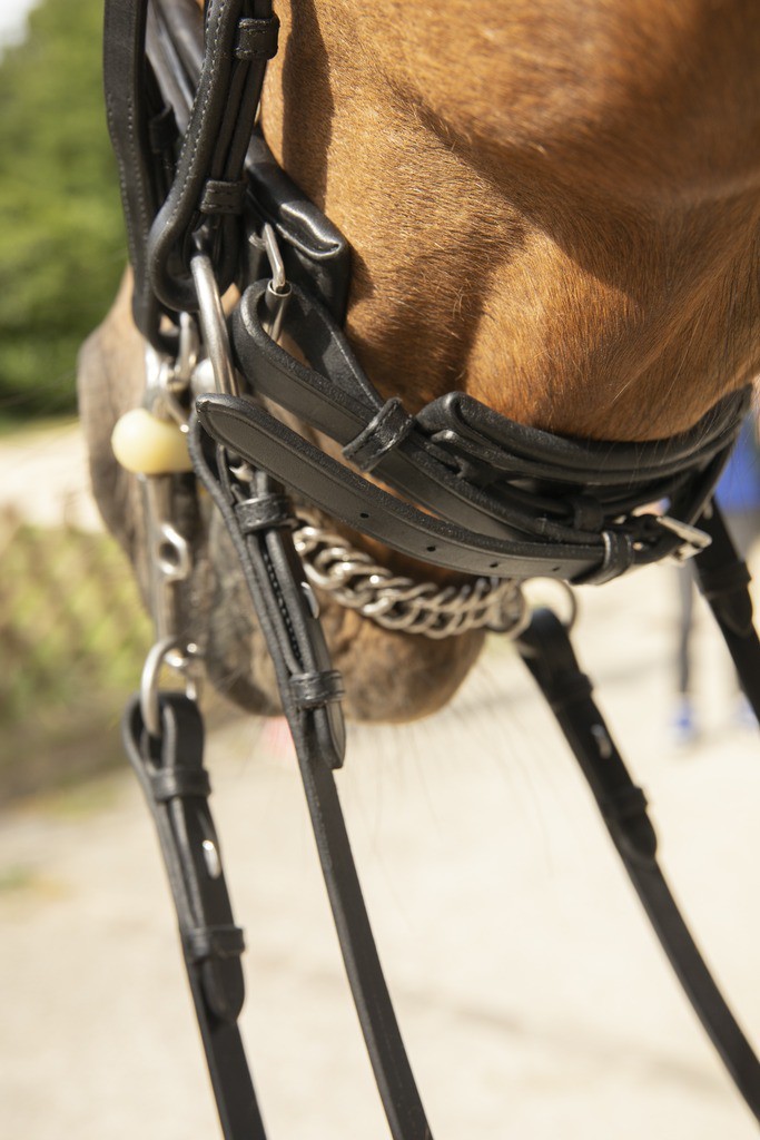 Bridão Pénélope Point Sellier Preto