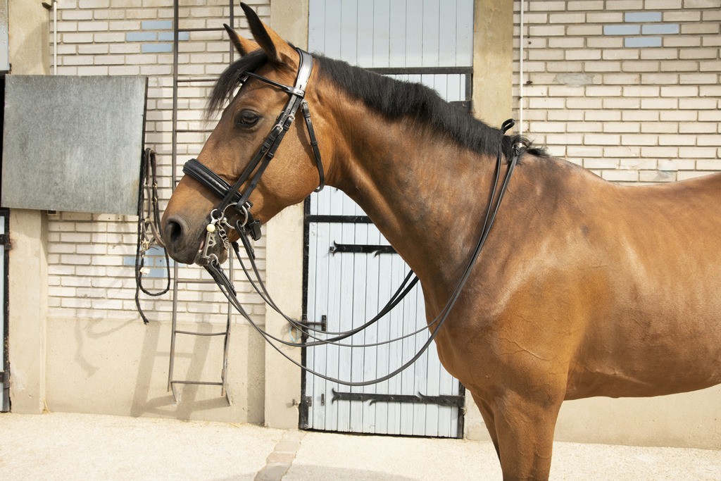Bridão Pénélope Point Sellier Preto