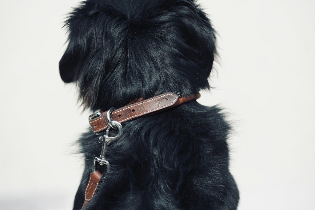 Coleira para cão Pénélope Point Sellier