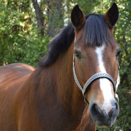 Conjunto de Cabresto e Longe Colca Bandeiras & Copo