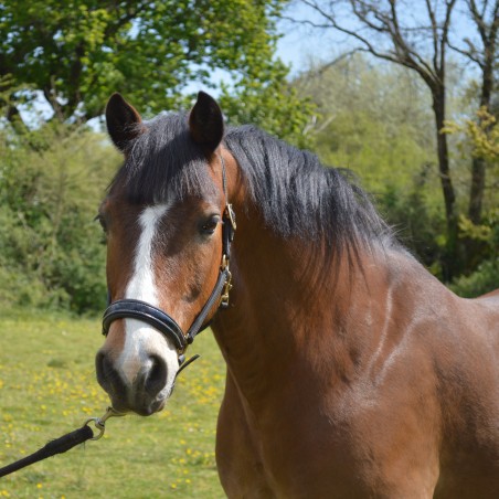 Caveção Chetak BRIGHT