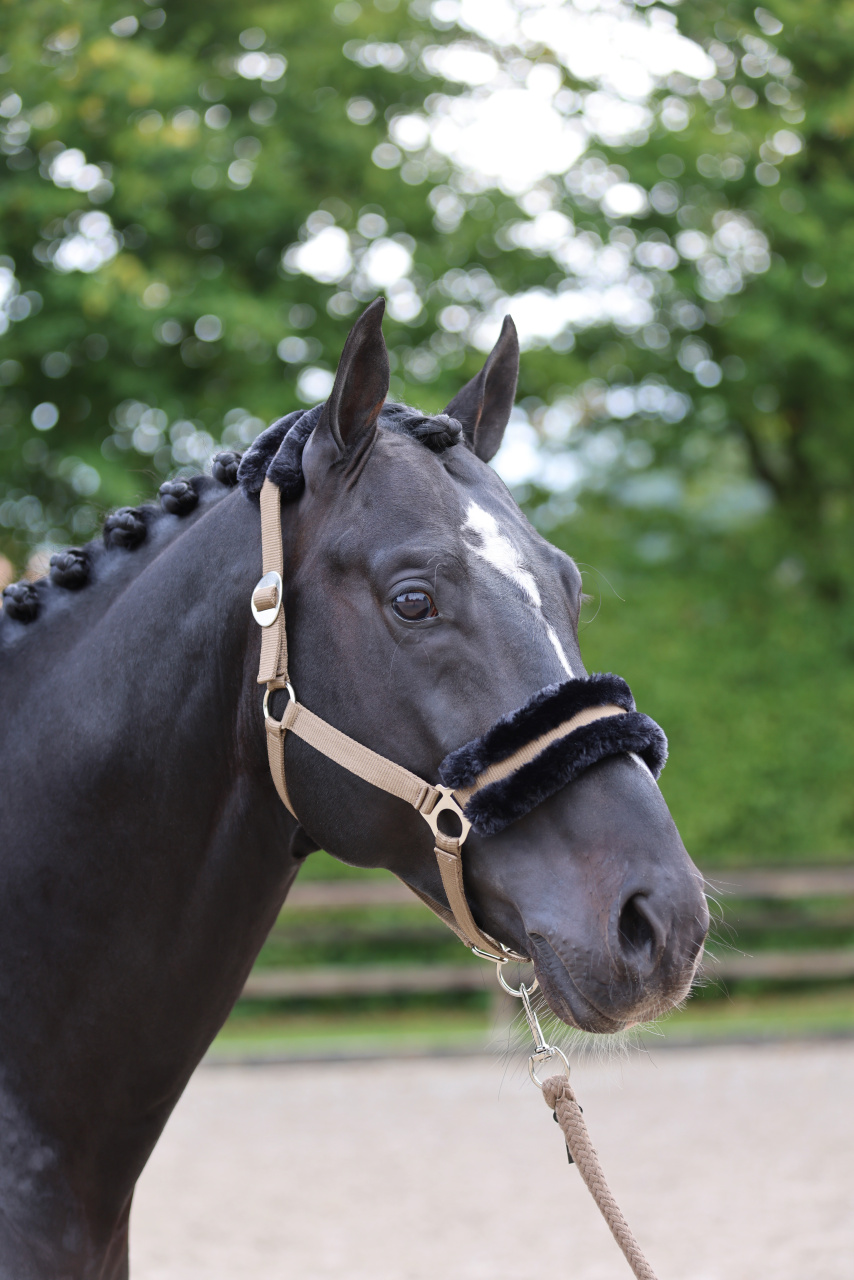 Cabresto Classic Soft Covalliero Azul-marinho