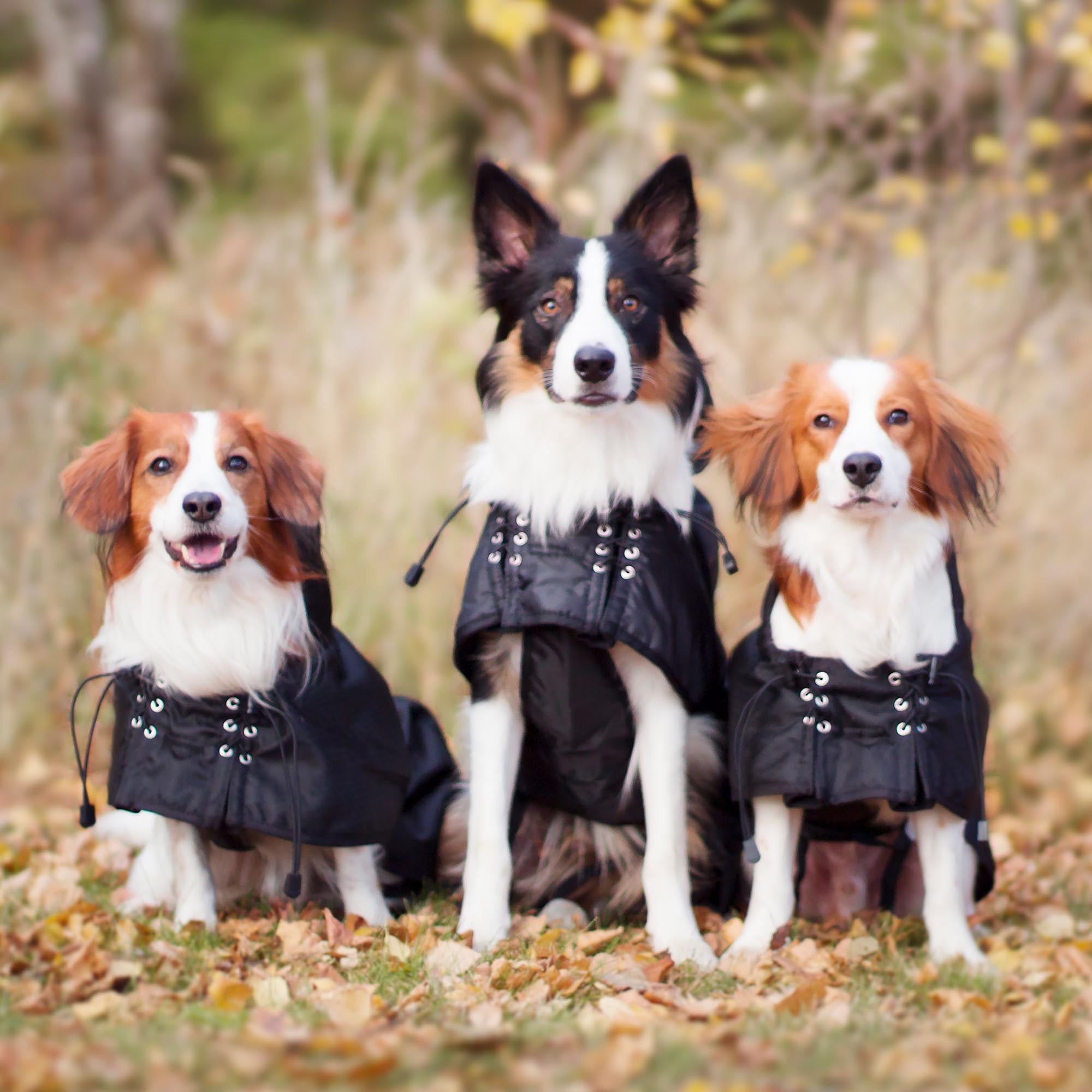 Casaco impermeável forrado para cão Back on Track Preto