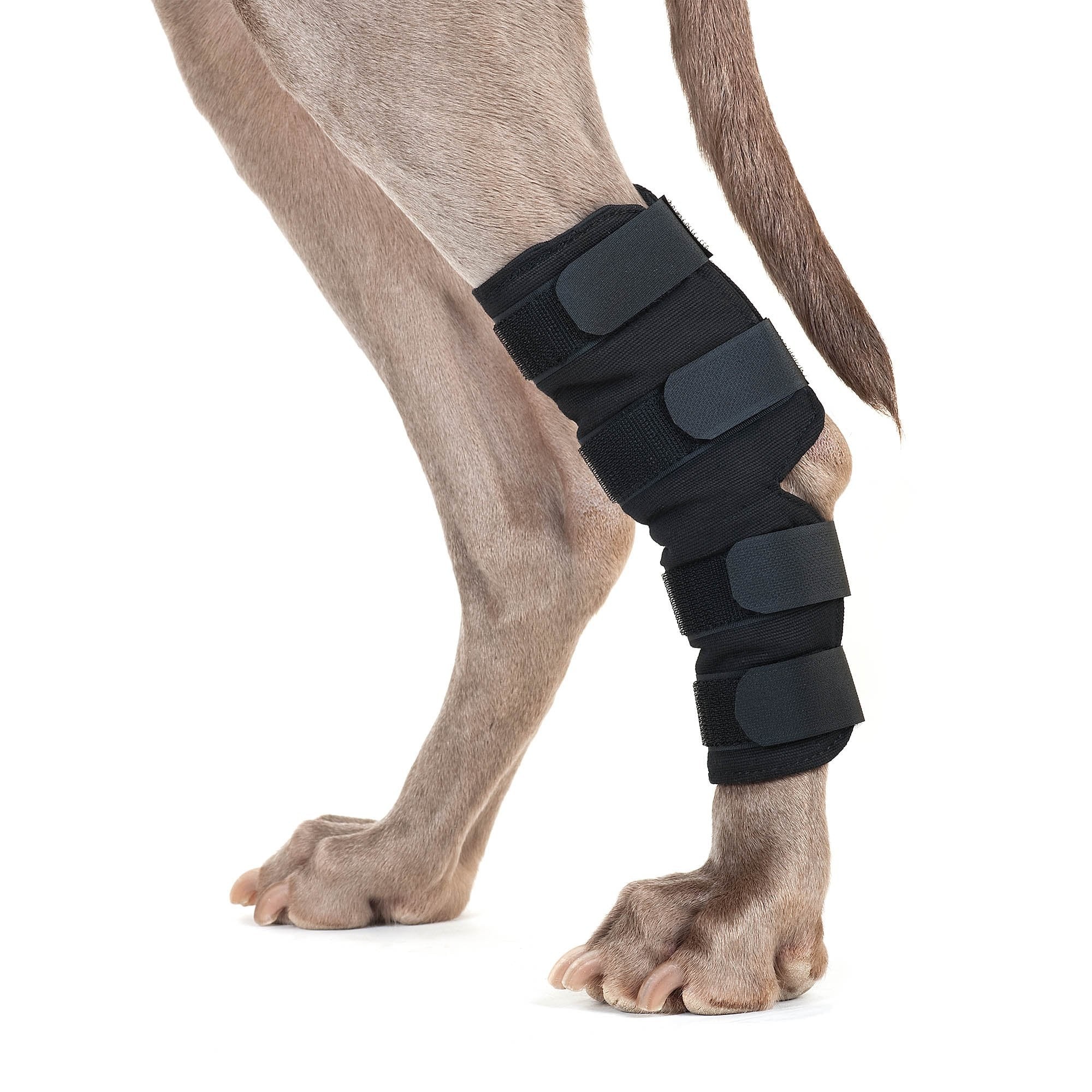 Proteções para cão para patas traseiras Back on Track Preto Proteções para cão para patas traseiras Back on Track Preto