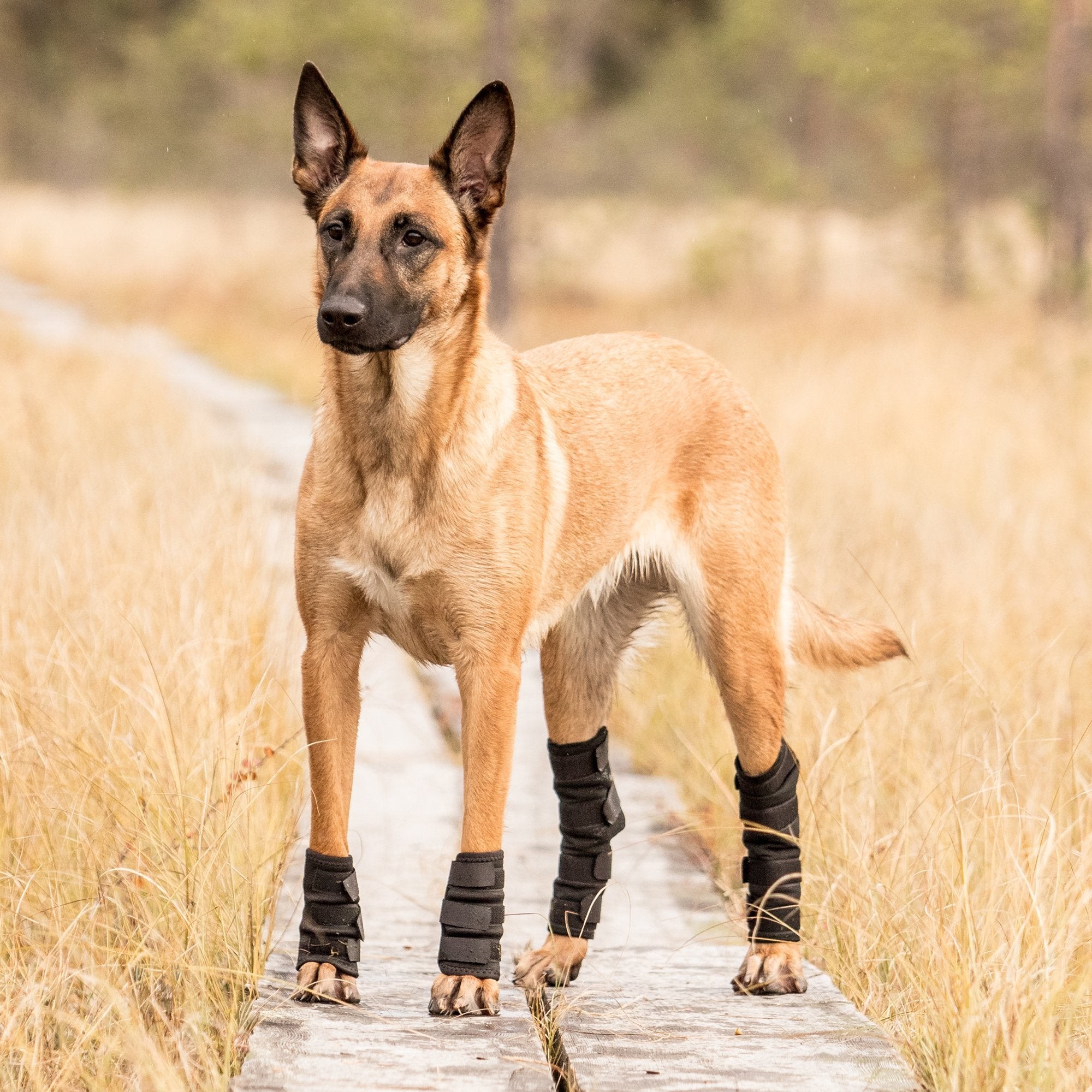 Proteções para cão para patas traseiras Back on Track Preto Proteções para cão para patas traseiras Back on Track Preto