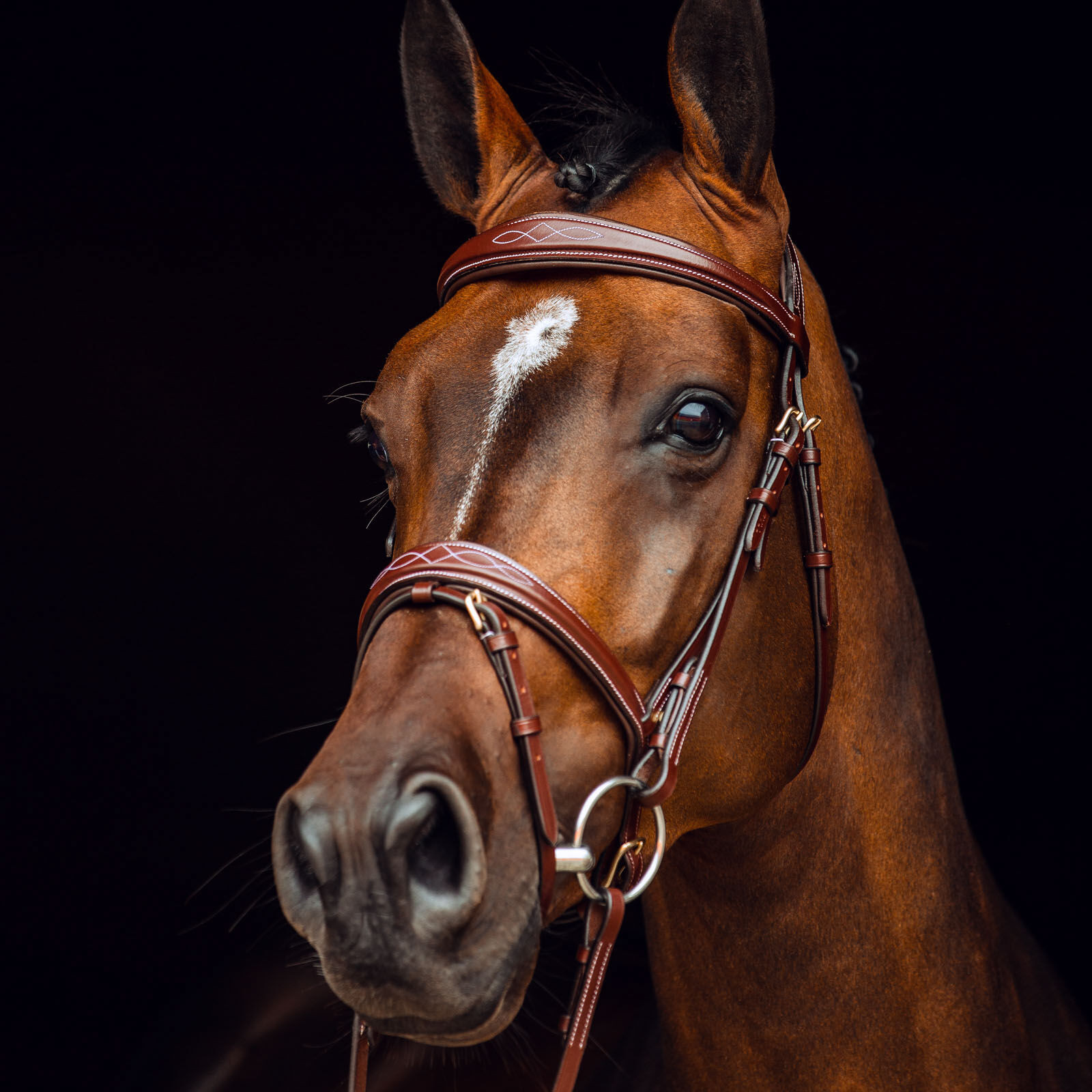 Filet Sion met teugels Horze Preto Filet Sion met teugels Horze Preto