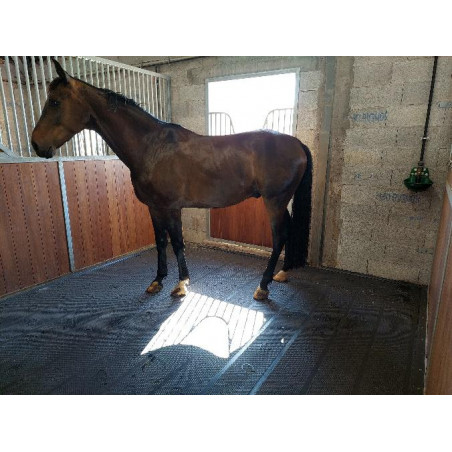 Tapete principal - Piso de boxe