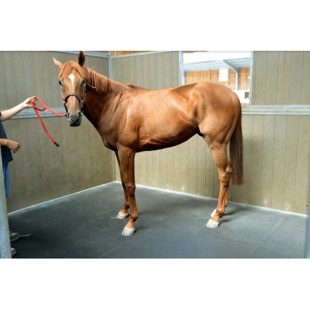 Colchão de box Pégase