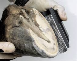 RAPE RADIUS RASP PRO