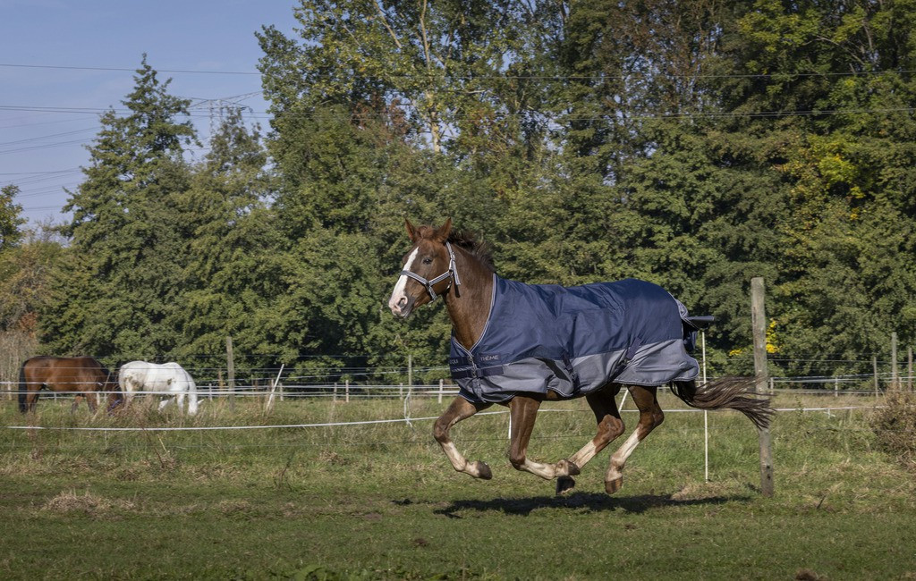 COUVERTURE Equi-Theme TYREX 600 D HIGH NECK 300G
