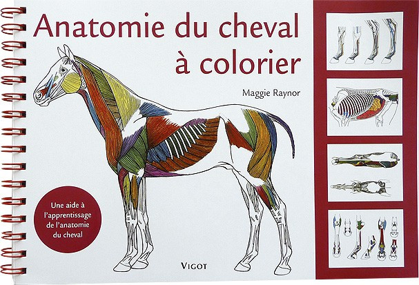 Anatomia do cavalo para colorir